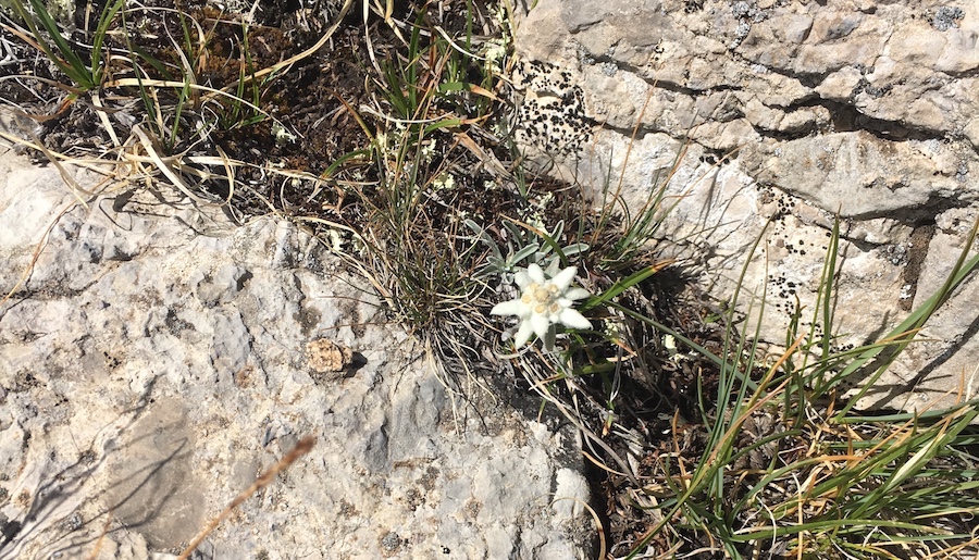 edelweiss alpe d'huez