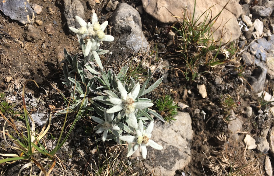 exceptionnel edelweiss rare