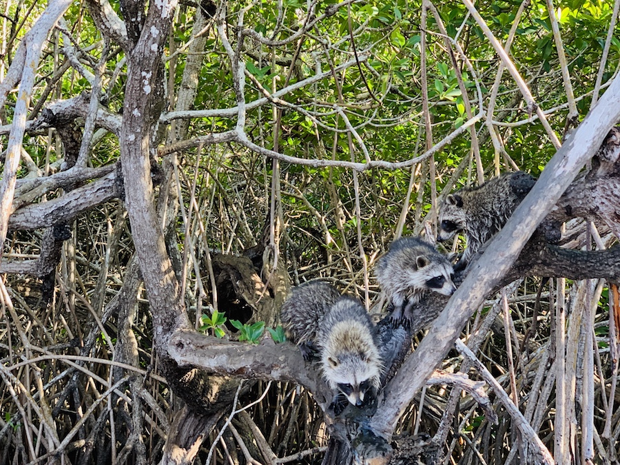 Naples, Floride