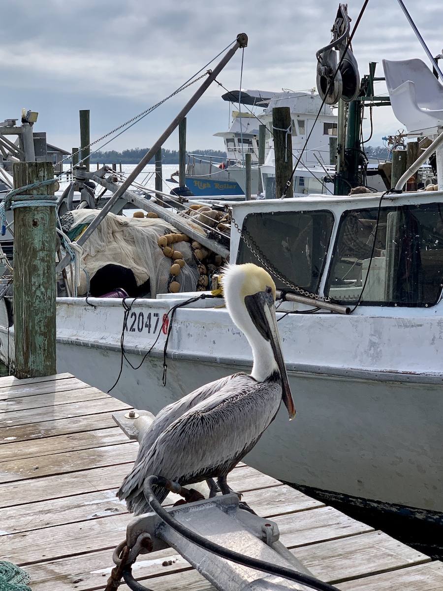 pelican floride