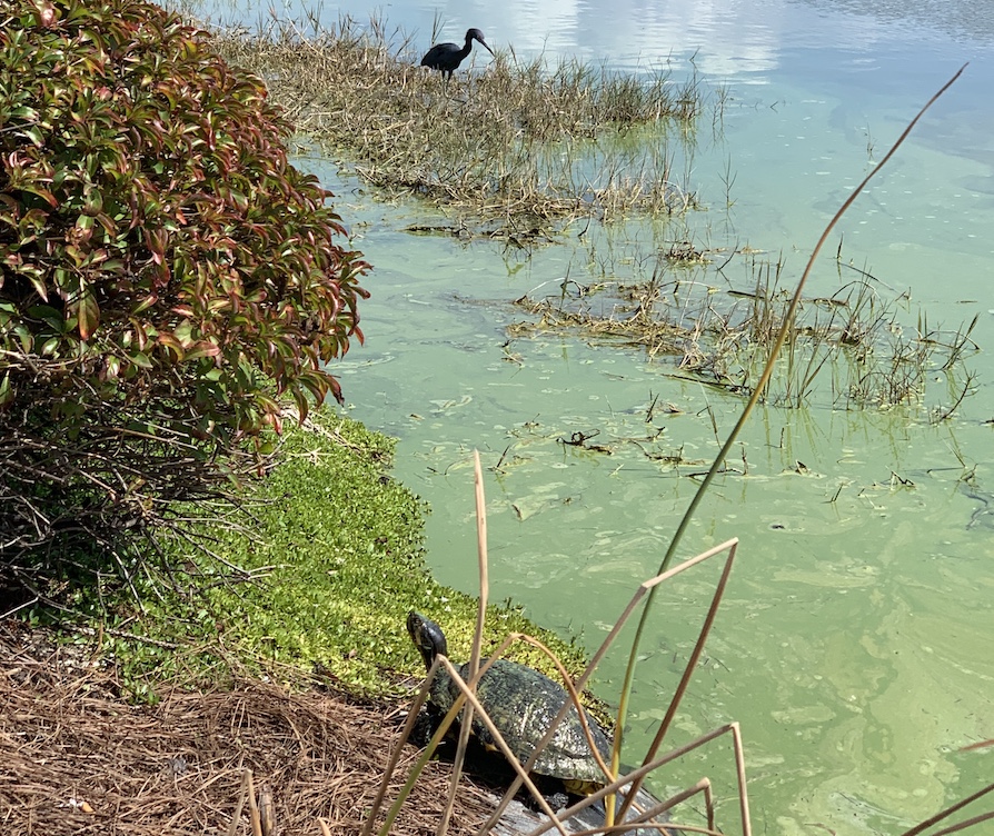 Sanibel et Captiva islands