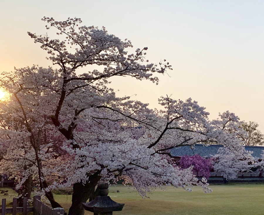 sunset et cerisiers en fleurs Japon