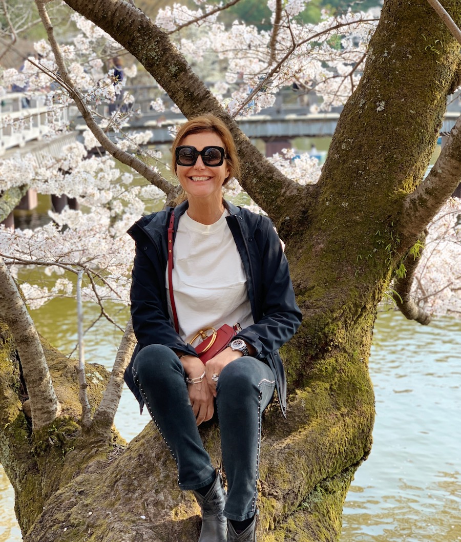 Japon et cerisiers en fleurs