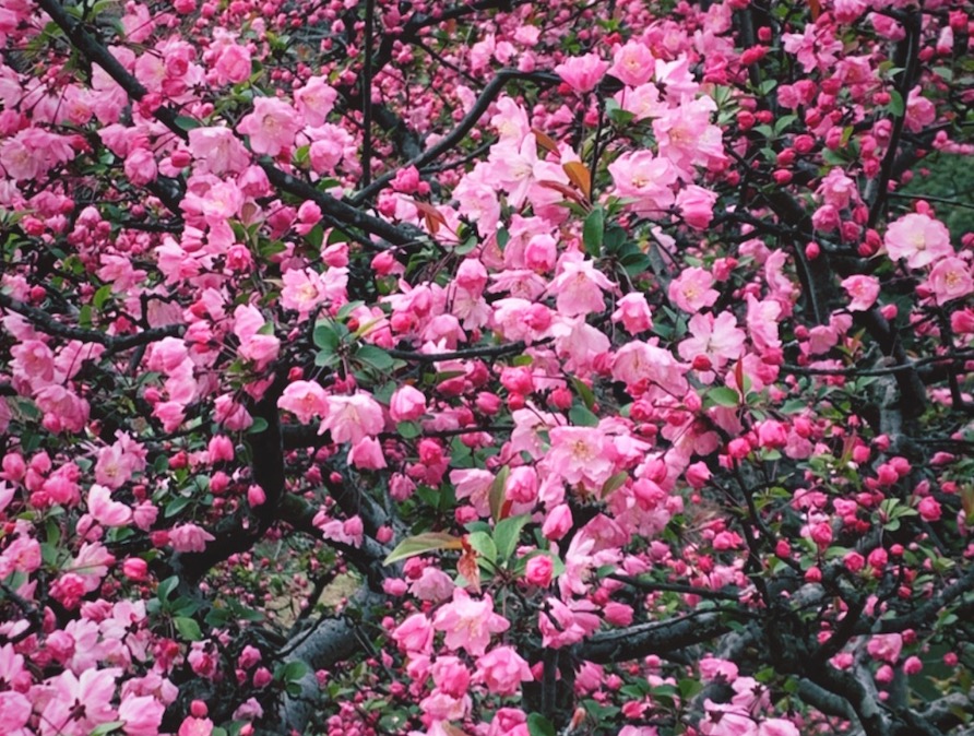 cherry blossoms Japan