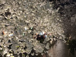cherry blossoms au japon