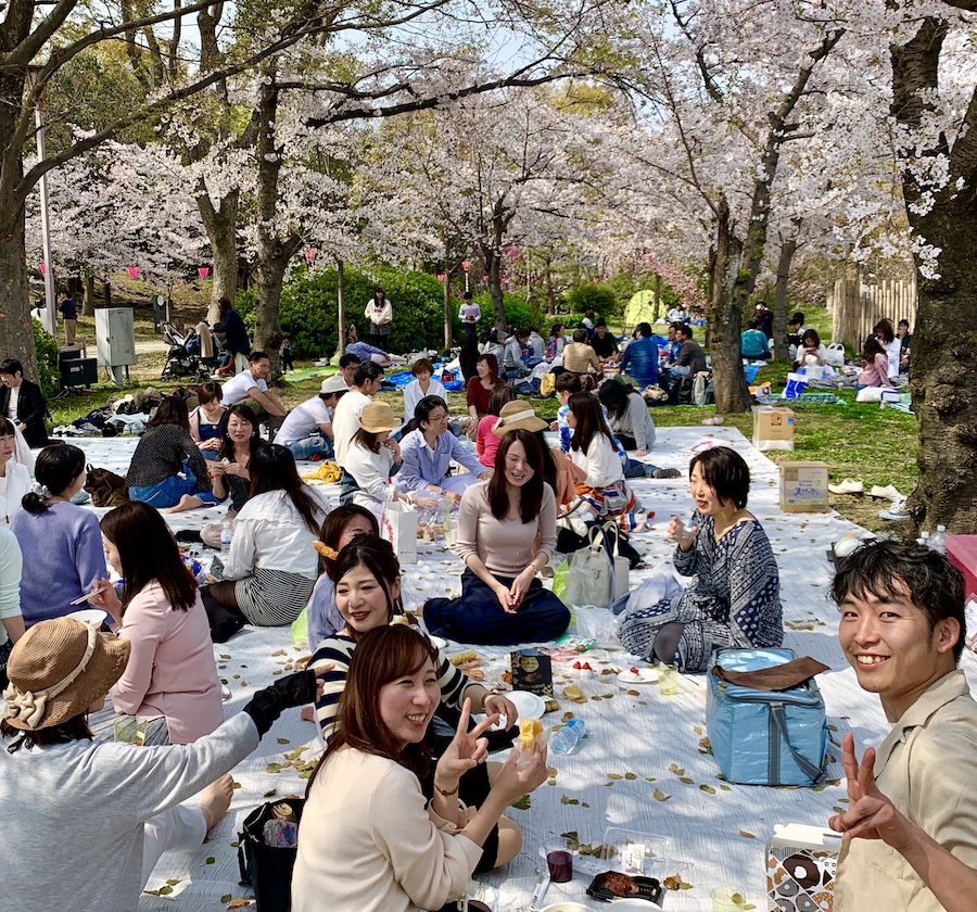 déjeuner sur l'herbe japon cherry blossoms