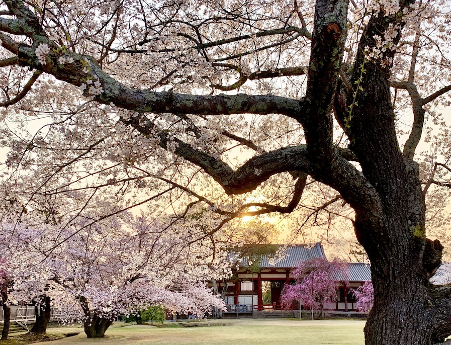 cherry blossoms Japon Nara
