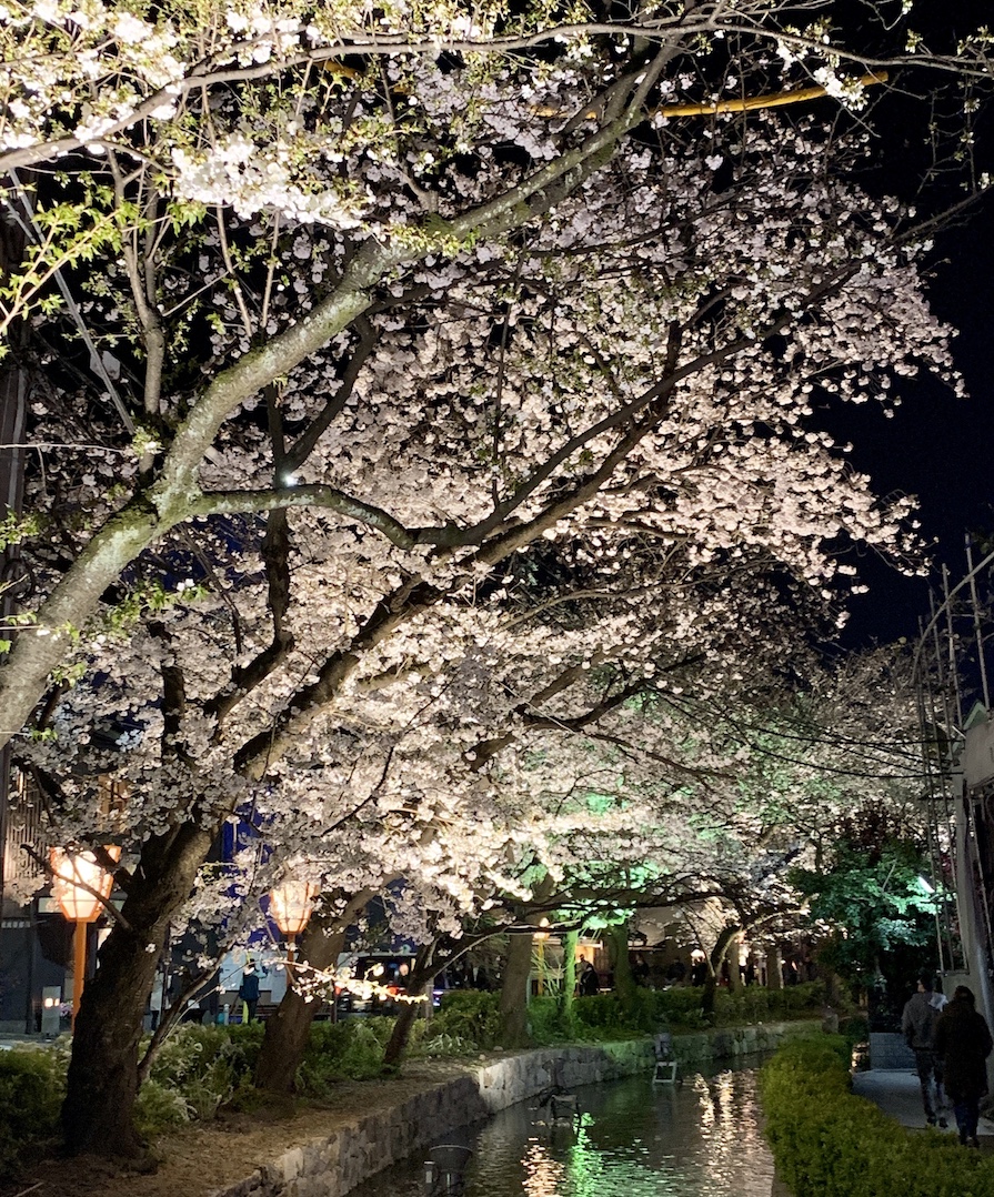 Kyoto spring cherry blossoms 