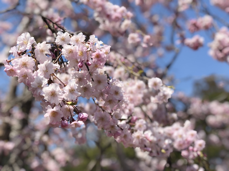 cerisiers japon spring