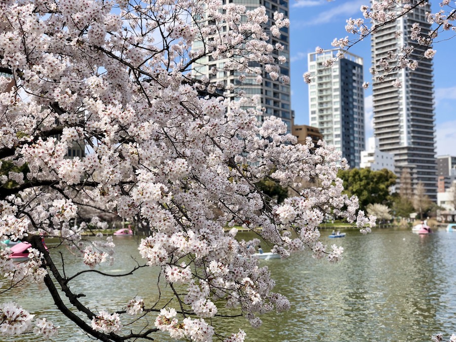 Tokyo lac au printemps