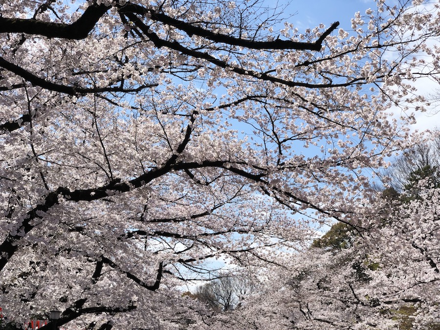 Tokyo Ueno park cherry blossoms