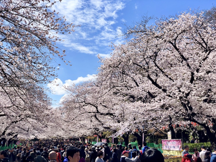 cerisiers en fleurs Tokyo Japon