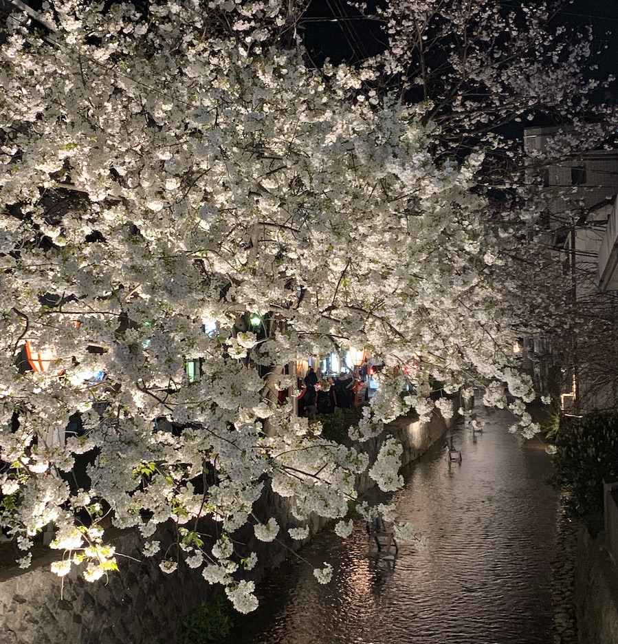 cherry blossoms au japon