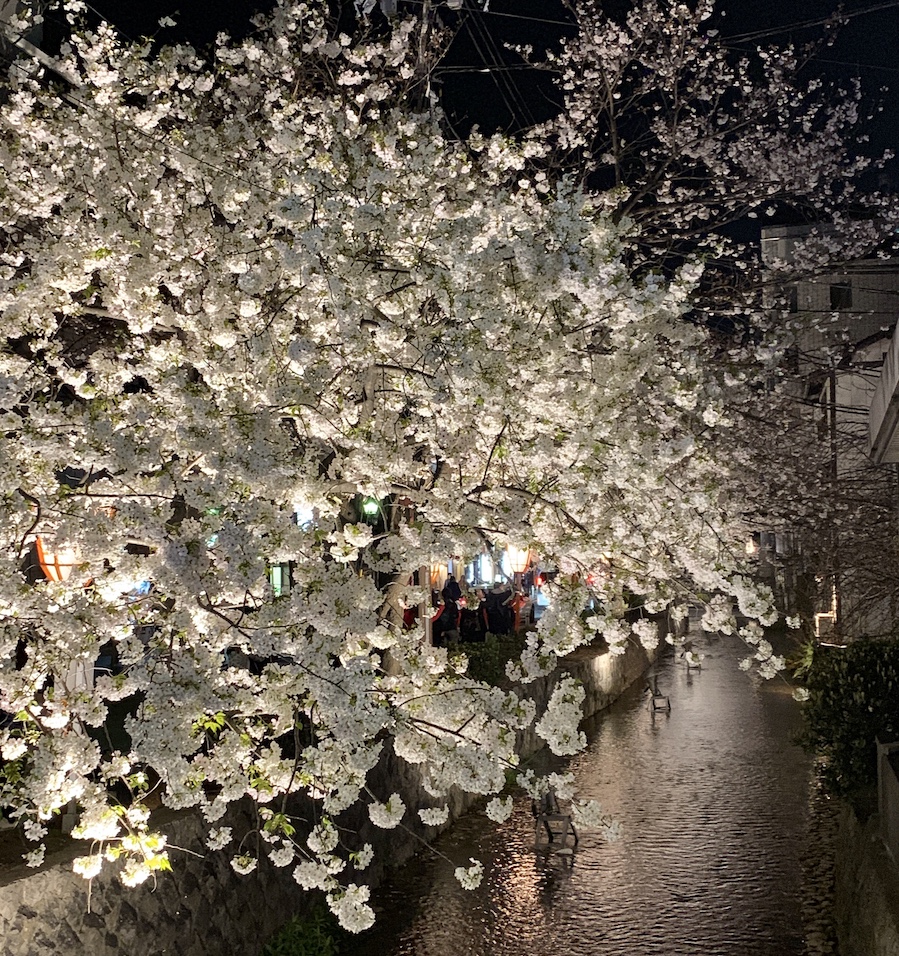 Kyoto cherry blossoms 