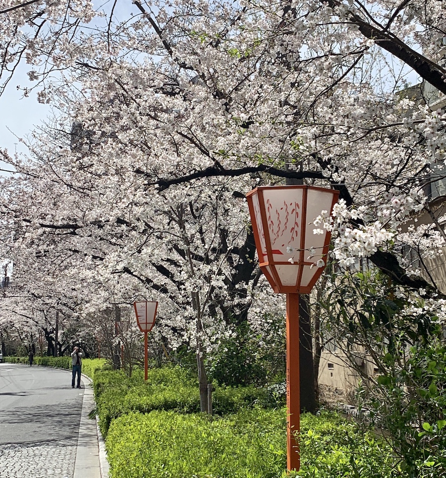 Kyoto cherry blossoms Kiyamachi-dori