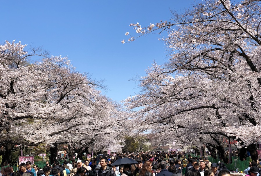 Tokyo parc Ueno cerisiers cherry blossoms