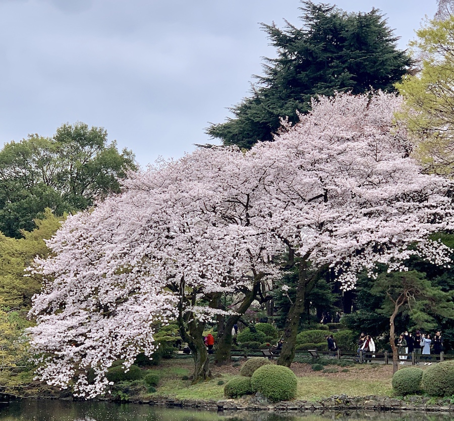 Tokyo trip japon cherry blossoms