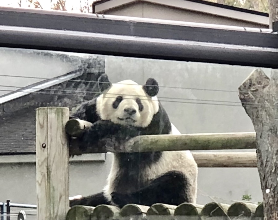 panda Tokyo