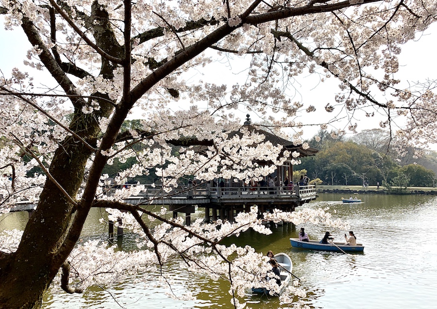 lac barque cerisier en fleur