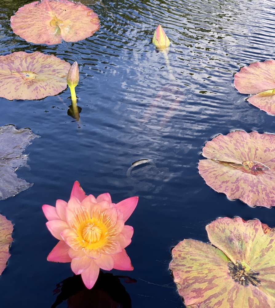 nénuphar fleur garden