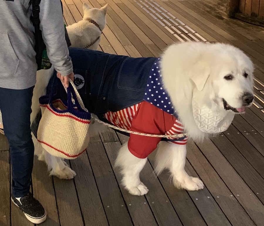 Tokyo dog