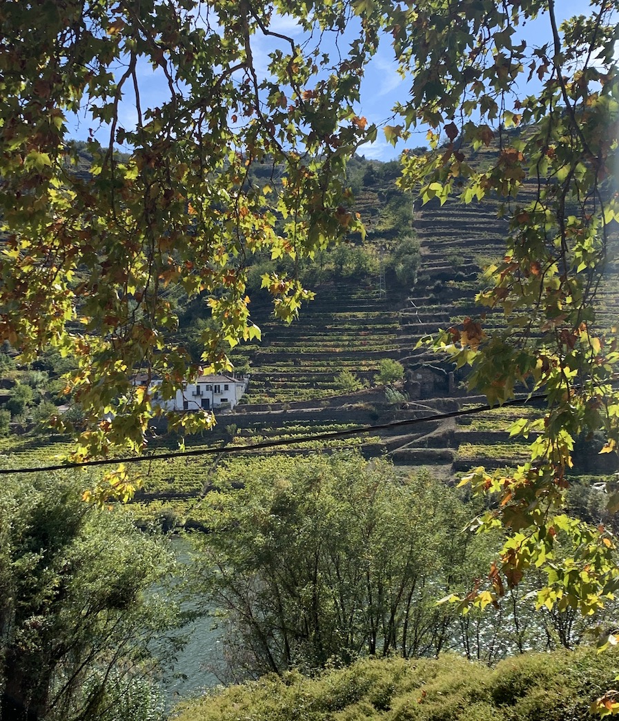 vignes Douro Portugal