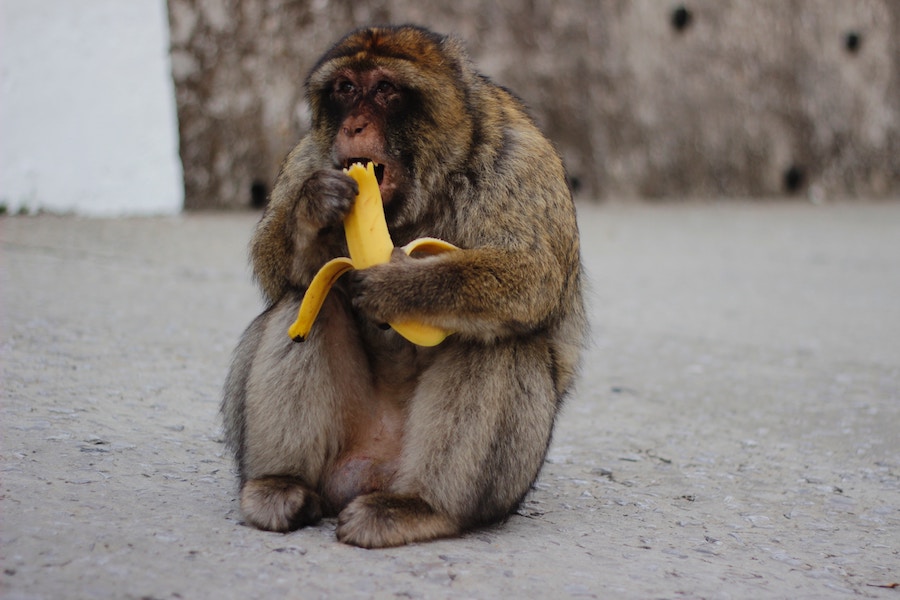 singe banane bonne humeur