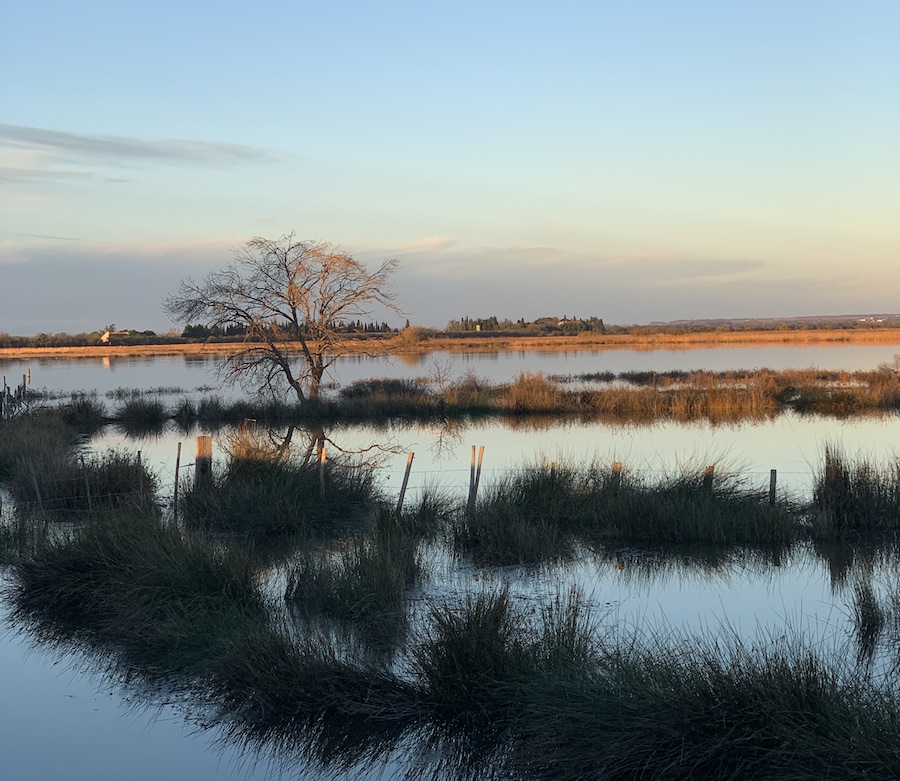 Aigues-Mortes nature sauvage