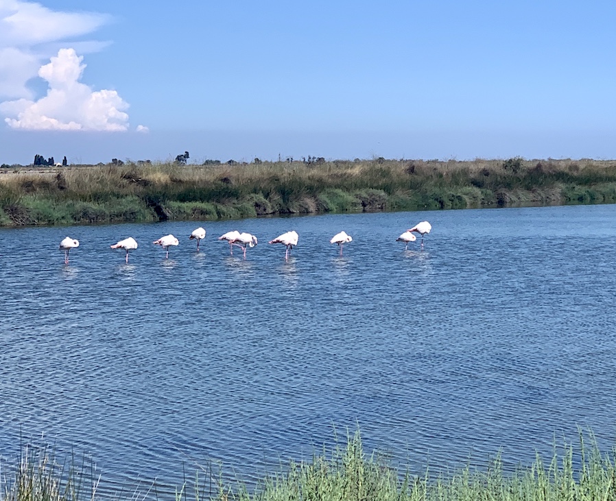 flamants roses