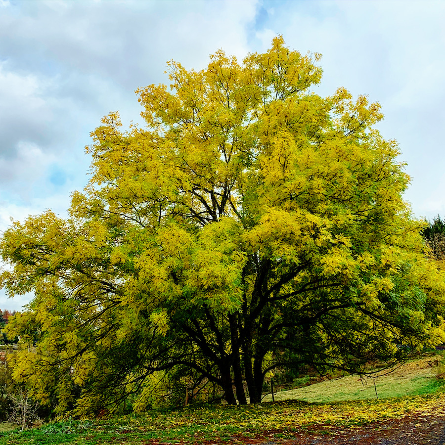 arbre