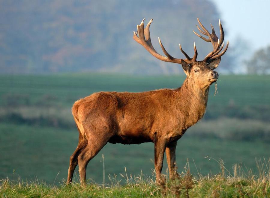 séjour brame cerf guide cabane