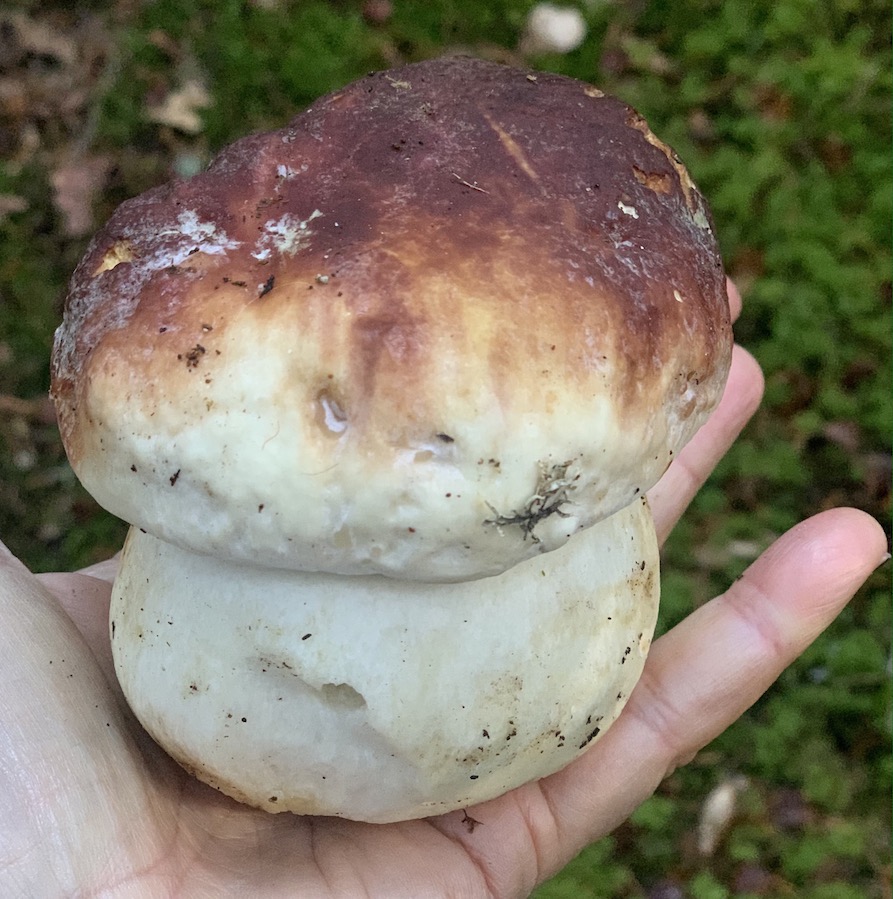 octobre champignon