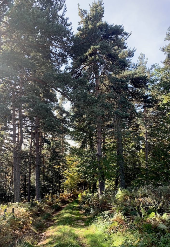 Cévennes automne octobre2020