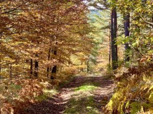 couleurs automne foret octobre