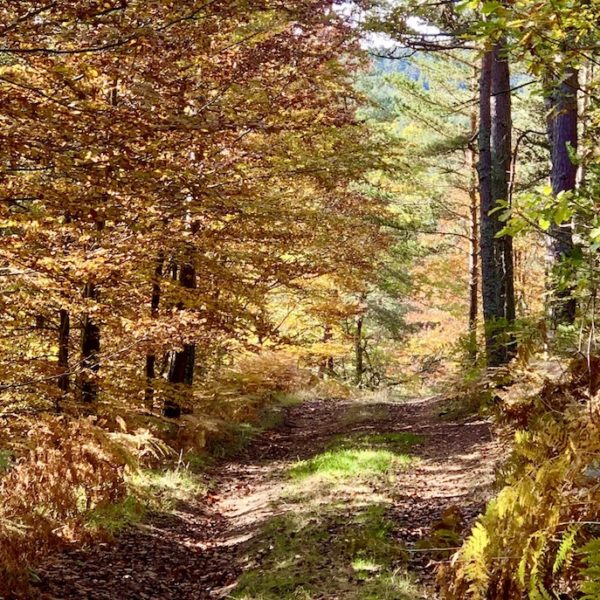 couleurs automne foret octobre