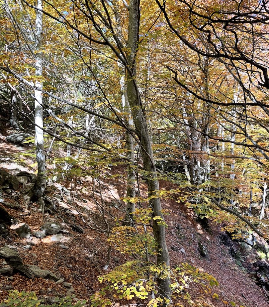 sous-bois randonnée