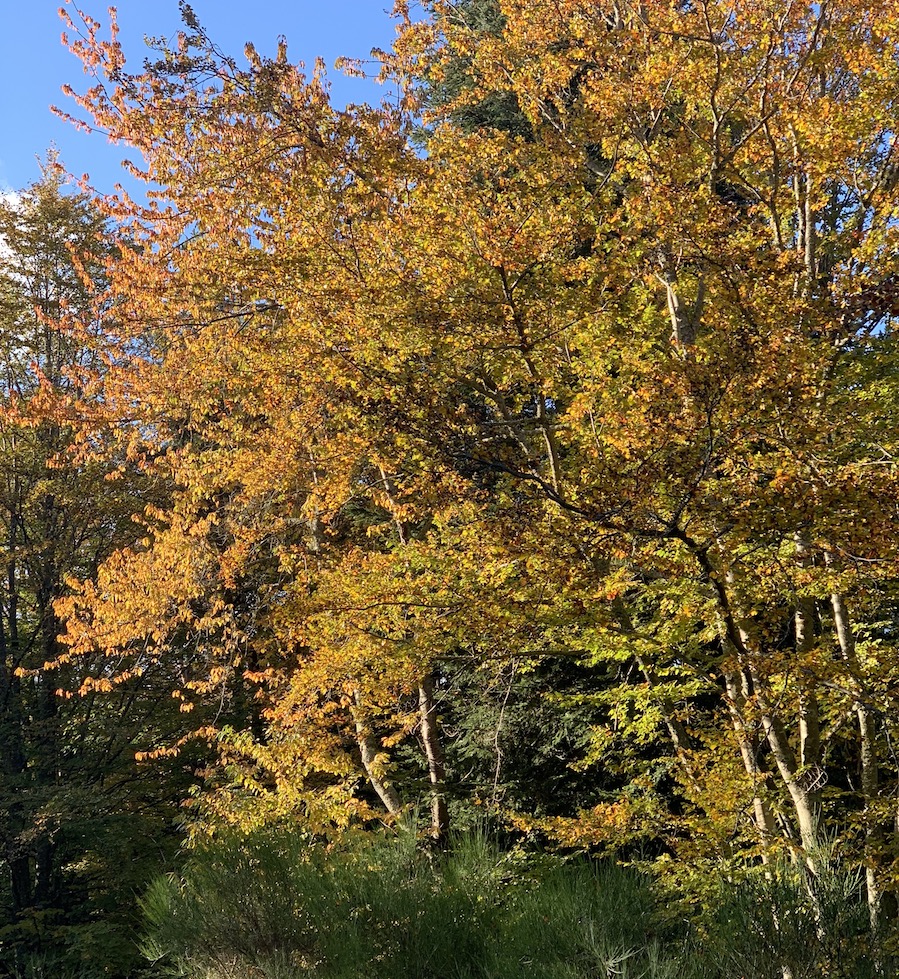 Trop beau automne couleurs