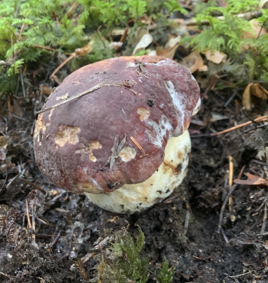 Lozère cèpe