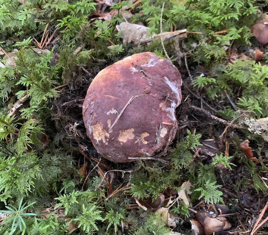 bois mousse cèpe