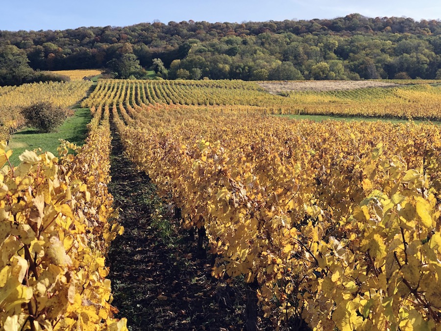 marcher automne vignes dorées