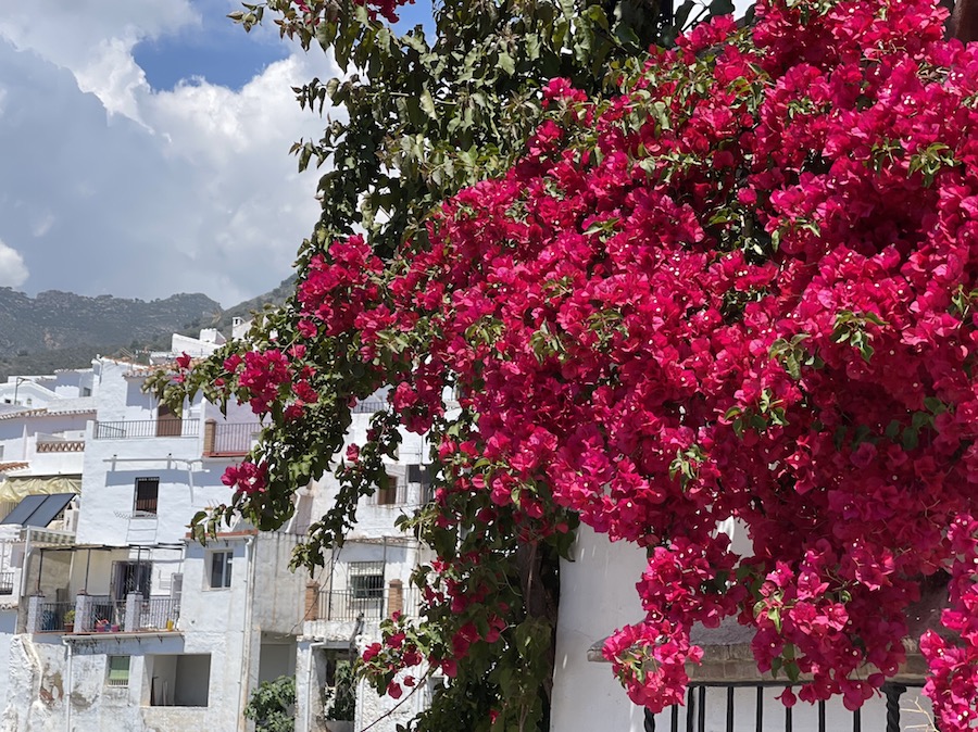 bougainvilliers Andalousie