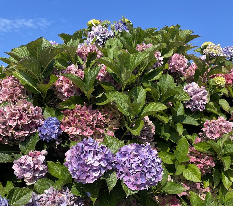 fleurs septembre normandie