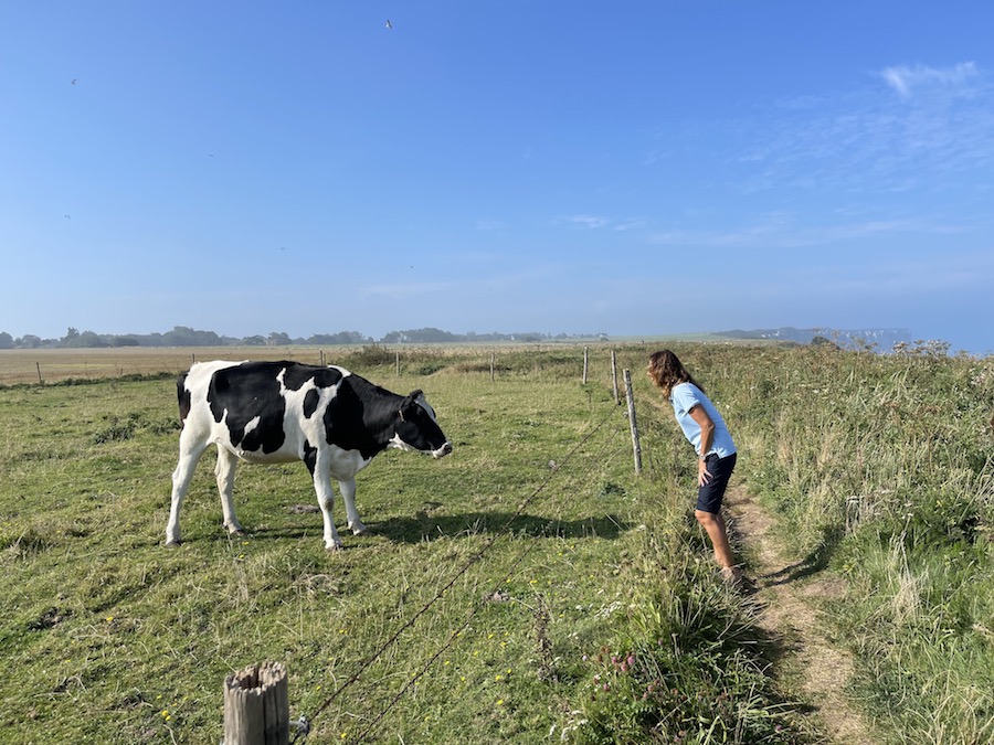 campagne normande vert vache