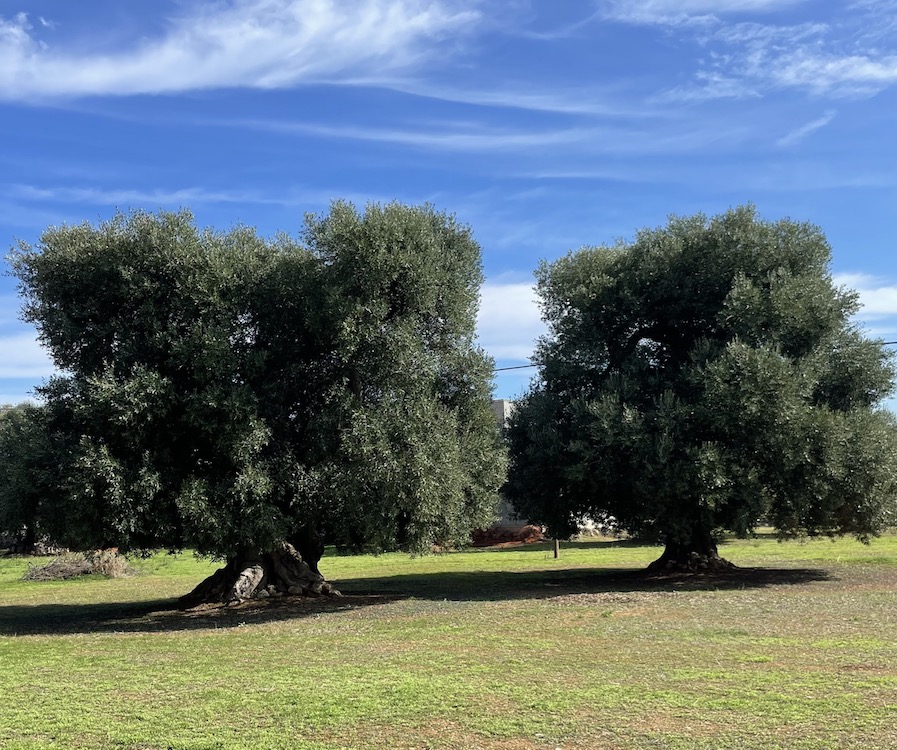 Alberobello oliviers