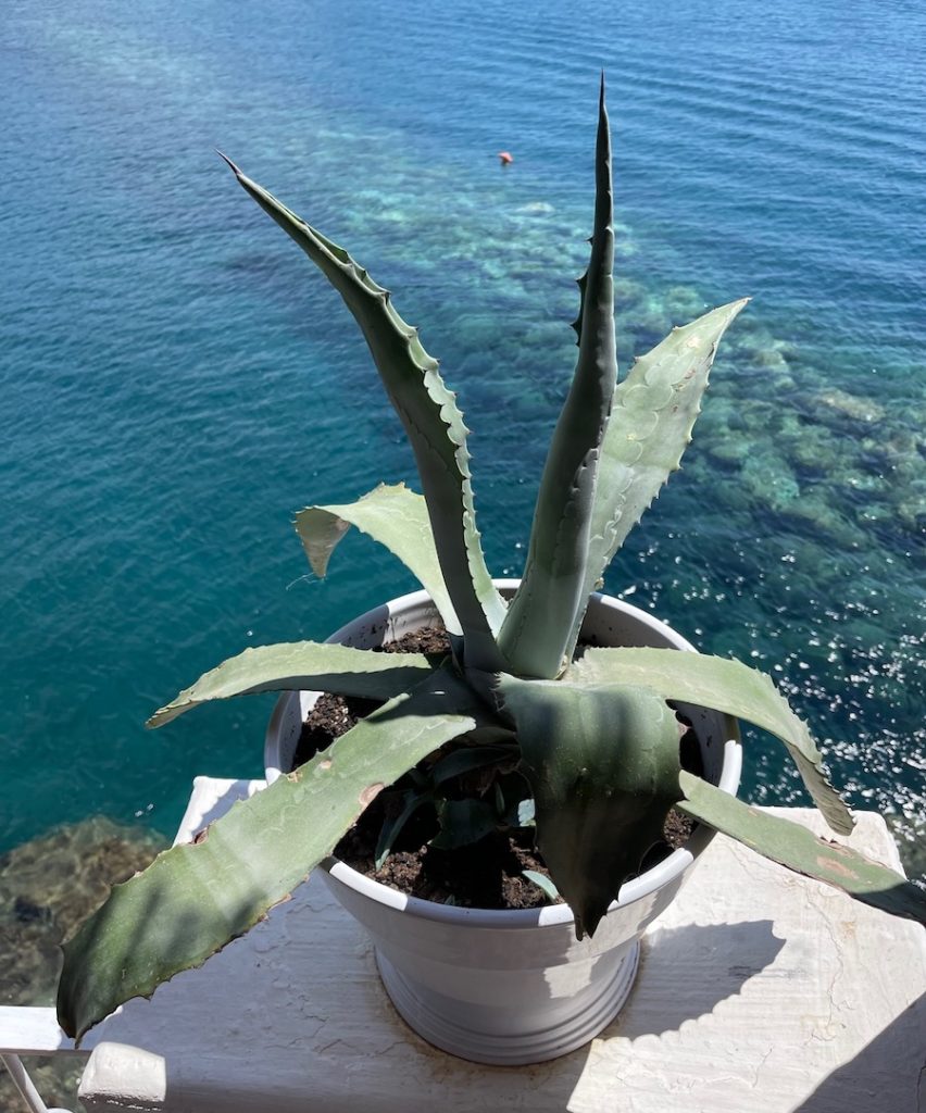 agave Ischia mer turquoise