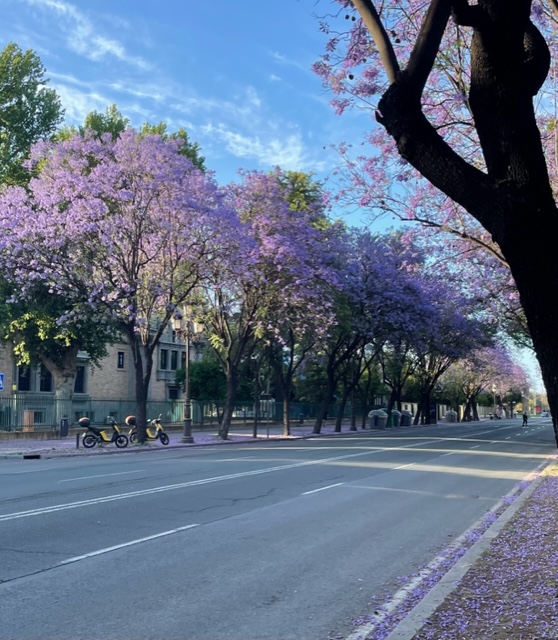 Séville rues printemps violet