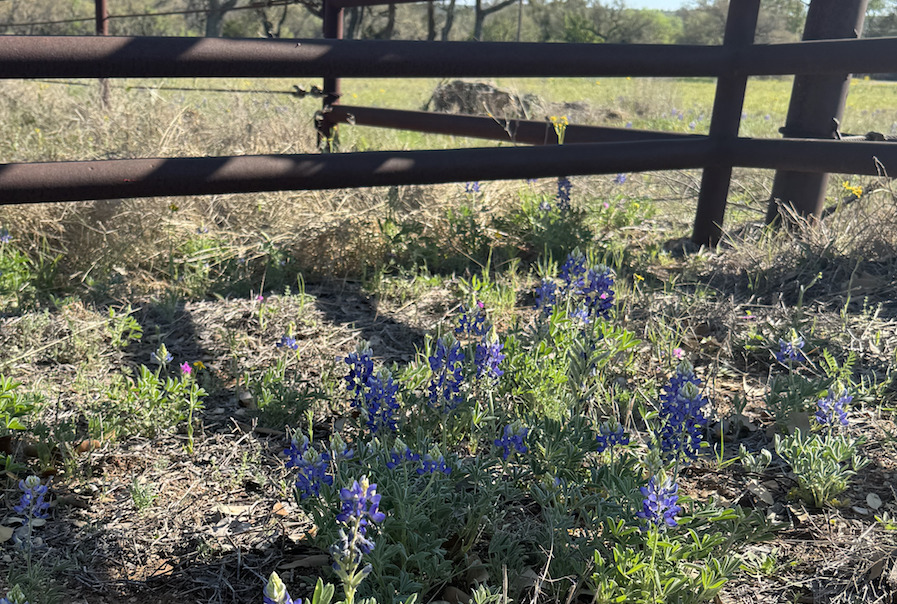 bluebonnets fleurs texas